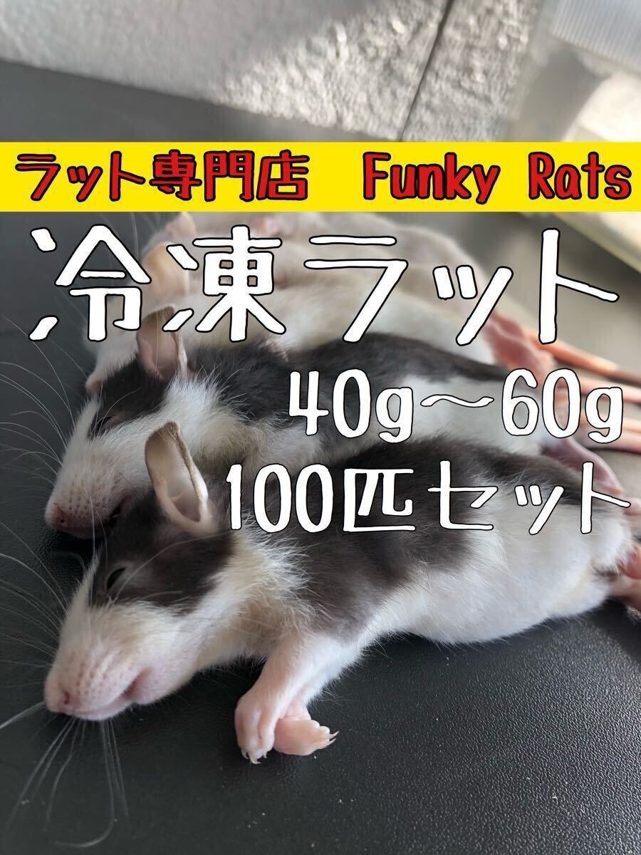 冷凍ラット | Lil Rats 〜 蛇ブリーダーの営む国産ラット