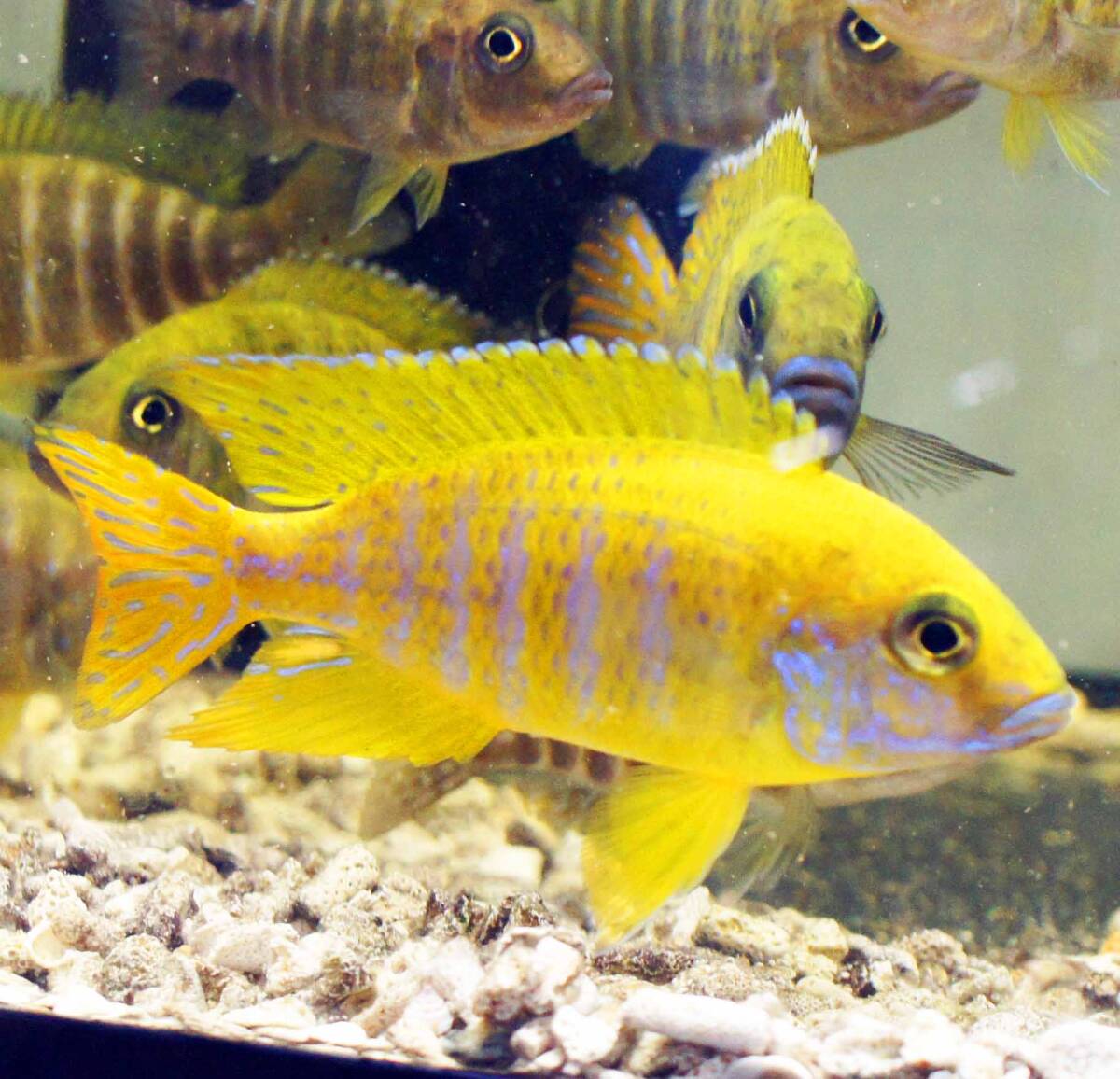 Yahoo!オークション -「アウロノカラ」(熱帯魚) (魚類、水生生物 Yahoo!オークション -「アウロノカラ」(熱帯魚) (魚類、水生生物