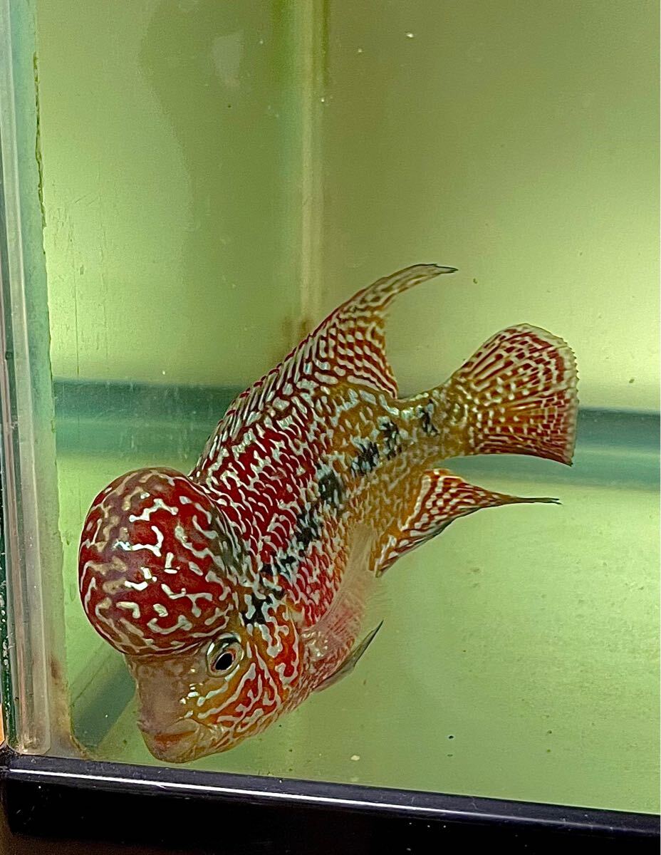 2025年最新】Yahoo!オークション -フラワーホーン(淡水魚)の中古
