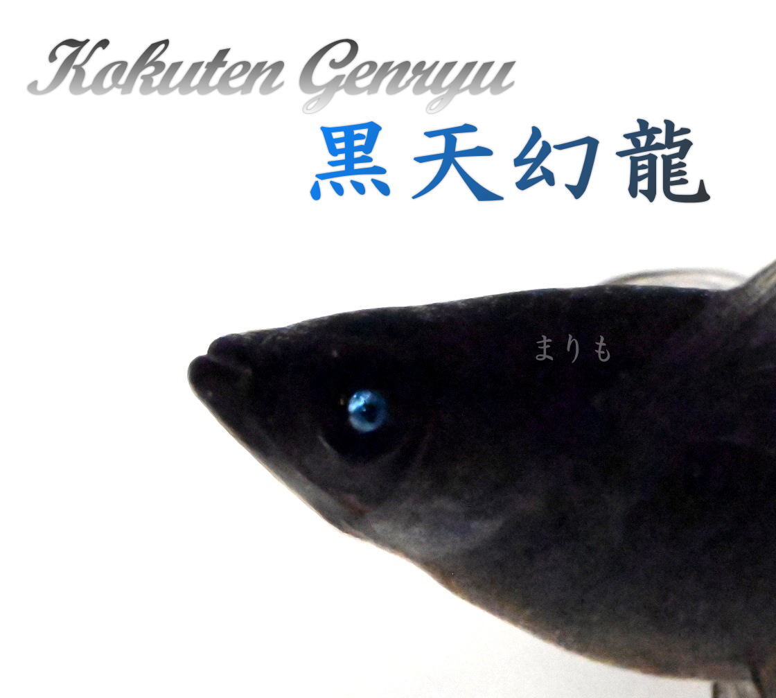 マイオク!カテゴリマスターが集うヤフオク検索エンジン! マイオク!カテゴリマスターが集うヤフオク検索エンジン!