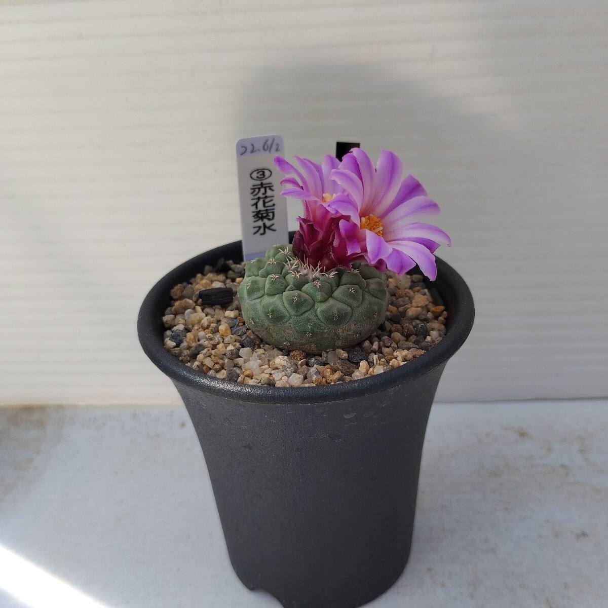Yahoo!オークション -「菊水」(花、園芸) の落札相場・落札価格 Yahoo!オークション -「菊水」(花、園芸) の落札相場・落札価格