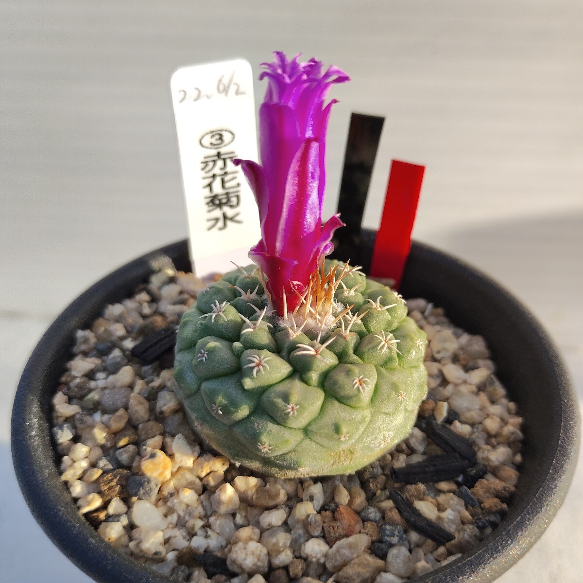 2025年最新】Yahoo!オークション -サボテン、多肉植物の中古品 2025年最新】Yahoo!オークション -サボテン、多肉植物の中古品