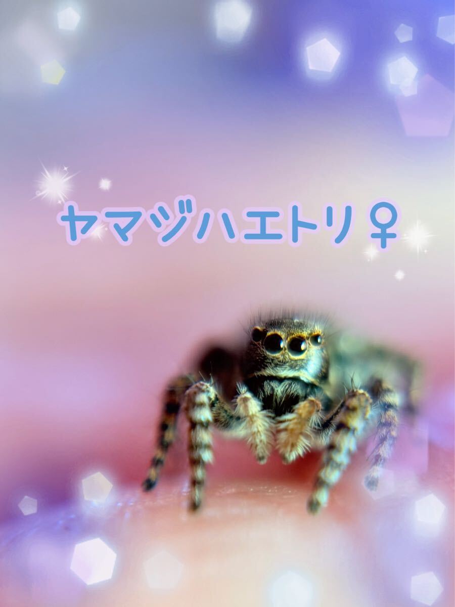 2025年最新】Yahoo!オークション -タランチュラ 蜘蛛の中古品 2025年最新】Yahoo!オークション -タランチュラ 蜘蛛の中古品