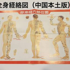 全身経絡図 ツボの位置確認 中国本土版 管理1