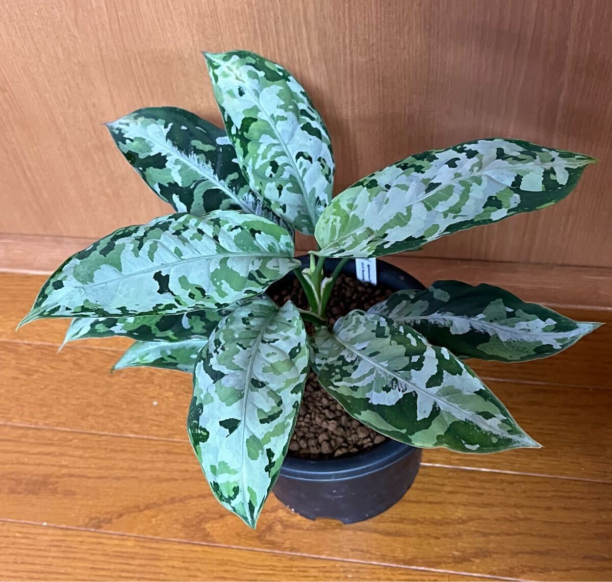 2025年最新】Yahoo!オークション -観葉植物 アグラオネマ(花 2025年最新】Yahoo!オークション -観葉植物 アグラオネマ(花