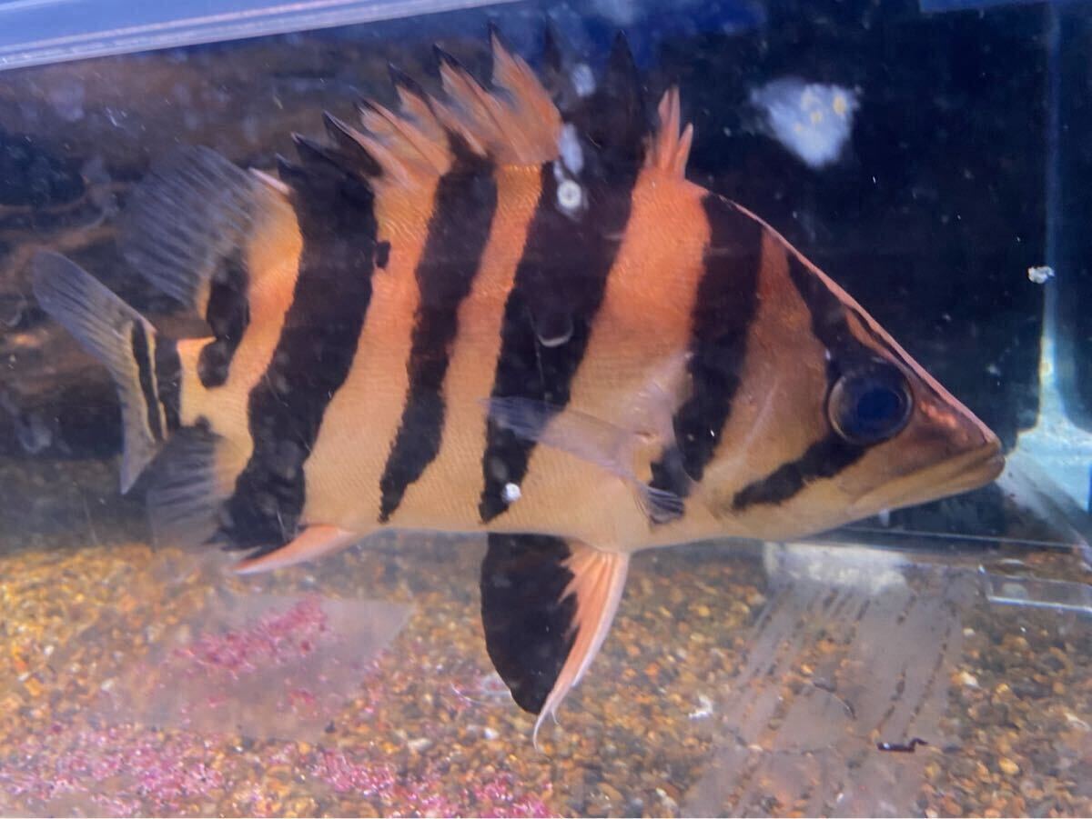 予約者様用) ダトニオプラスワン(ボルネオ) ±8㎝ | アロワナ等の