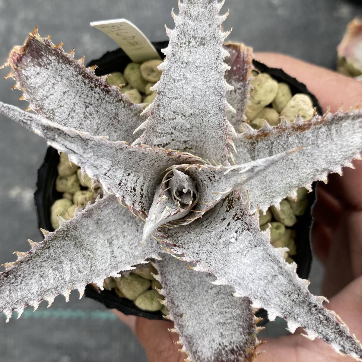 Yahoo!オークション -「dyckia ディッキア」の落札相場・落札価格 Yahoo!オークション -「dyckia ディッキア」の落札相場・落札価格