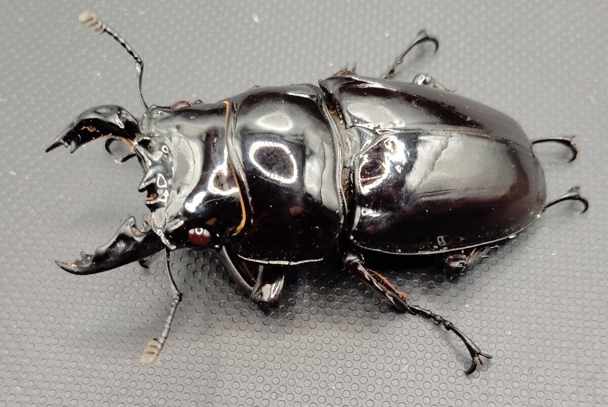 レギウスオオツヤクワガタ ♂71mm／♀48mm成虫ペア