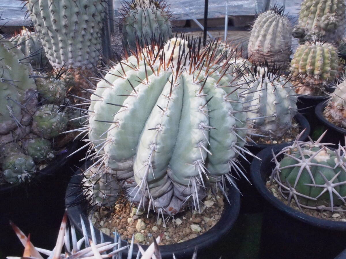 copiapoa cinerea 黒王丸《大きめL size》激希少※現地球発根後