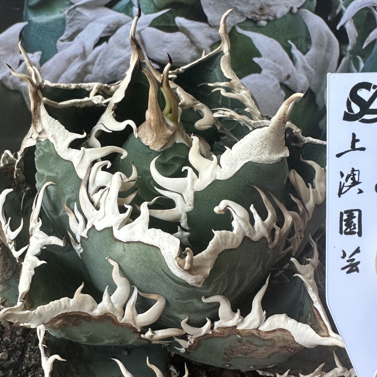 037【上澳園芸】 アガベ チタノタ shangao-002 魔龍 希少 特選