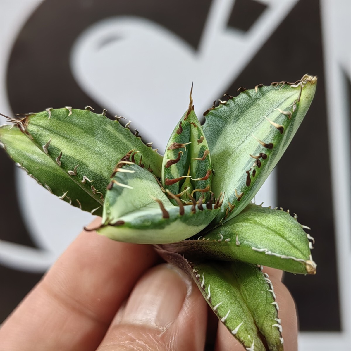 Yahoo!オークション -「黒鯨」(アガベ) (観葉植物)の落札相場 Yahoo!オークション -「黒鯨」(アガベ) (観葉植物)の落札相場