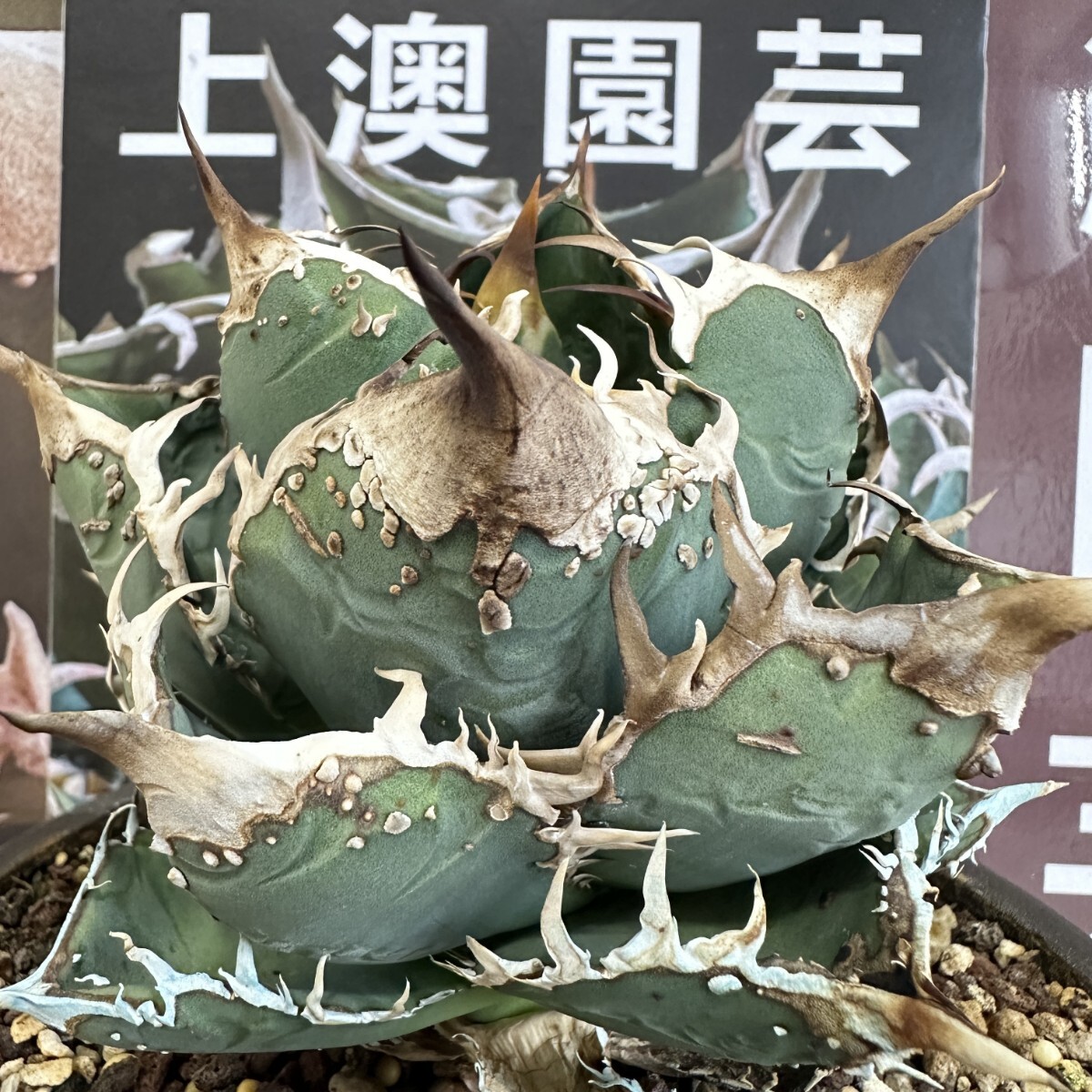 Yahoo!オークション -「001」(アガベ) (観葉植物)の落札相場