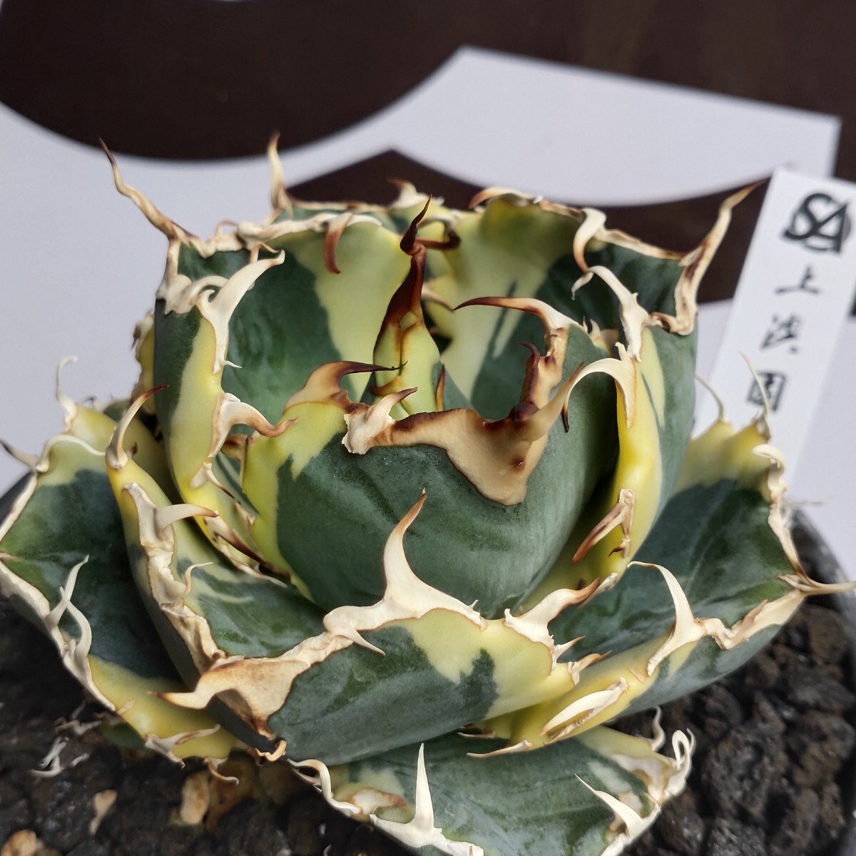 Yahoo!オークション -「アガベ 白鯨錦」(アガベ) (観葉植物)の Yahoo!オークション -「アガベ 白鯨錦」(アガベ) (観葉植物)の