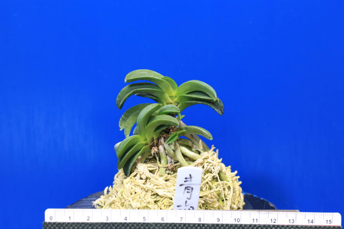 富貴蘭 青海型・花のいろいろ : 富貴蘭チャンネル