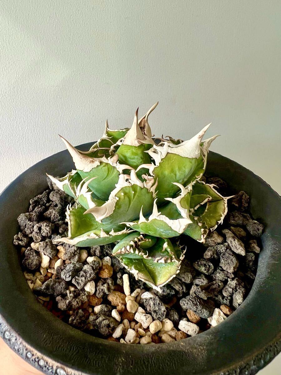 2025年最新】Yahoo!オークション - アガベ(観葉植物 花、園芸)の 2025年最新】Yahoo!オークション - アガベ(観葉植物 花、園芸)の