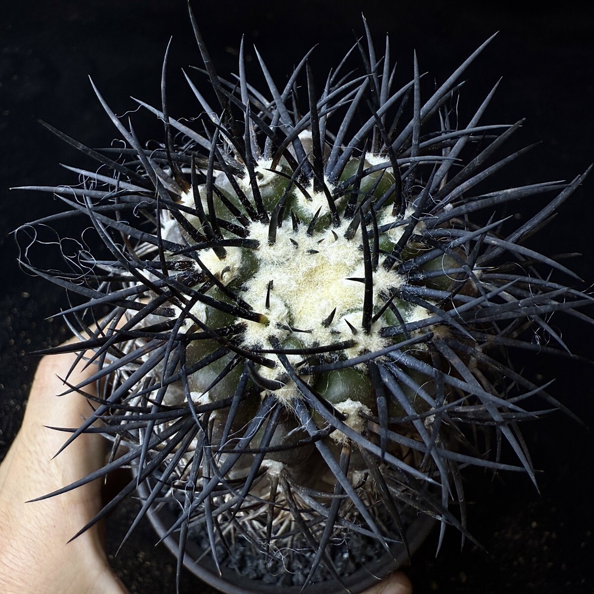 Yahoo!オークション -「ビオラセア」(サボテン) (観葉植物)の Yahoo!オークション -「ビオラセア」(サボテン) (観葉植物)の