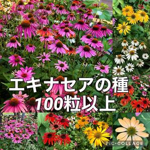 エキナセアの種 花の種
