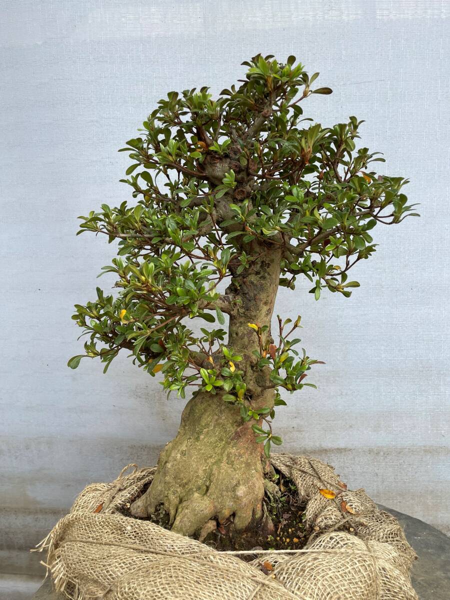 中型皐月盆栽 「華宝」鉢幅約30cm 　「値下げ」 中型皐月盆栽 「華宝」鉢幅約30cm 値下げしました