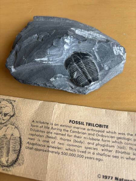 三葉虫の化石★カンブリア紀・オルドビス紀★5億年前★アメリカ★ユタ州★FOSSIL TRILOBITE