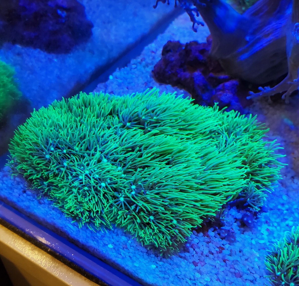 石垣/超高発色スターポリプ ロング MLサイズ - REEF-TRIGGER