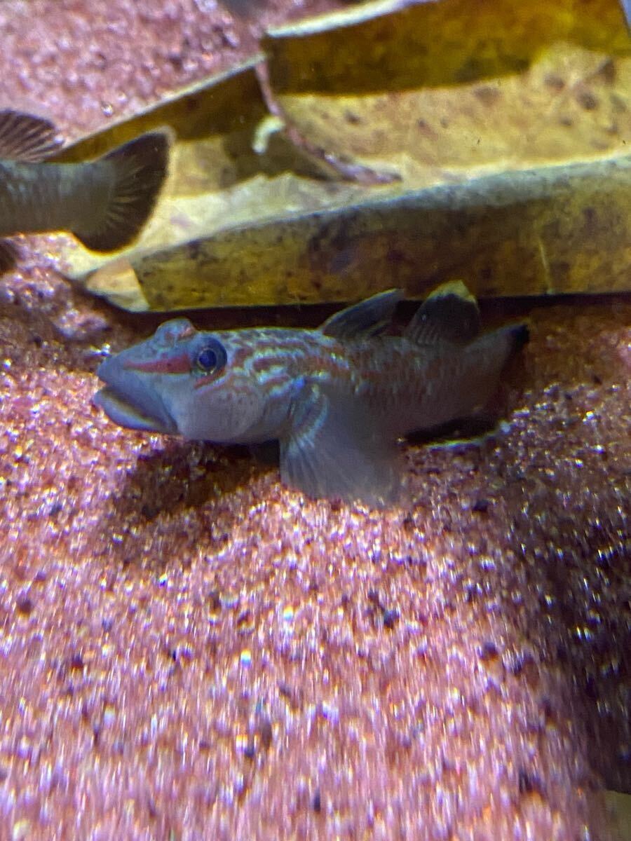 よしのぼり プロフ必読 様 ヨシノボリ属