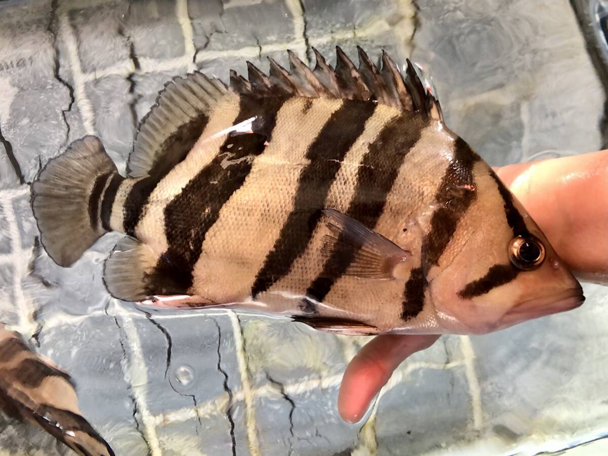 Yahoo!オークション -「ダトニオプラスワン」(ペット、生き物