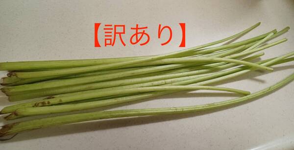 【訳あり(不揃いかつ細め)】ふき 蕗 天然蕗 無農薬 500g