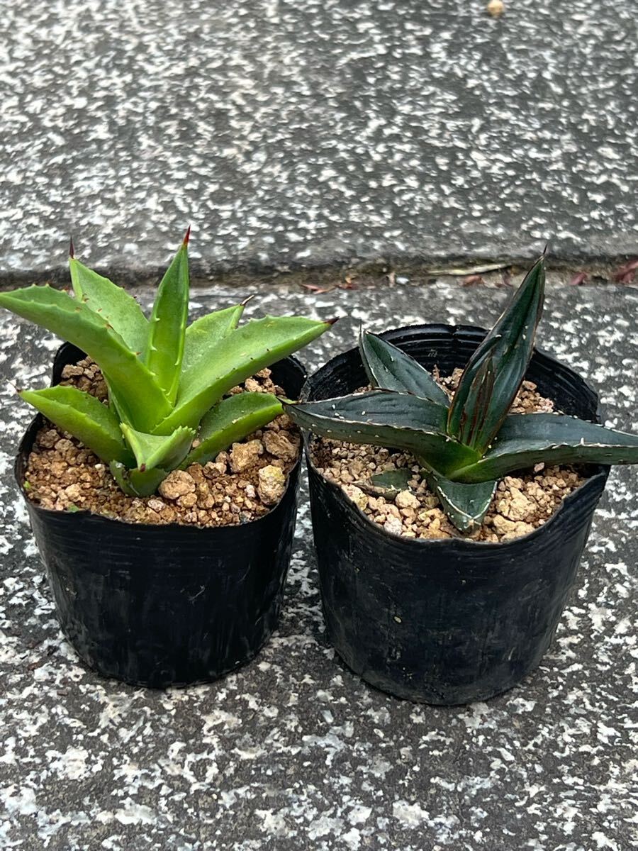 パラサナ×マルガリータ　ハイブリット Yahoo!オークション -「マルガリータ」(観葉植物) の落札相場