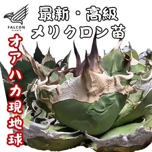 Yahoo!オークション -「アガベ legend」の落札相場・落札価格 Yahoo!オークション -「アガベ legend」の落札相場・落札価格