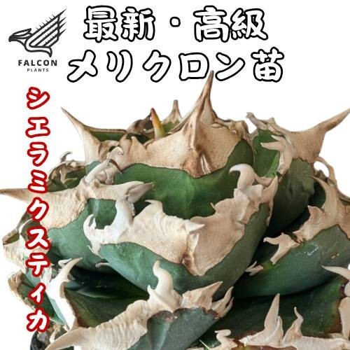Yahoo!オークション -「アガベ シエラミクスティカ」の落札相場 Yahoo!オークション -「アガベ シエラミクスティカ」の落札相場