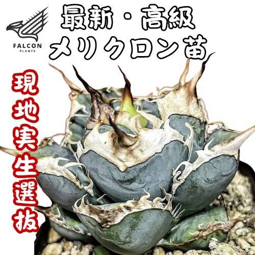 Yahoo!オークション -「アガベ チタノタ オアハカ」(アガベ Yahoo!オークション -「アガベ チタノタ オアハカ」(アガベ