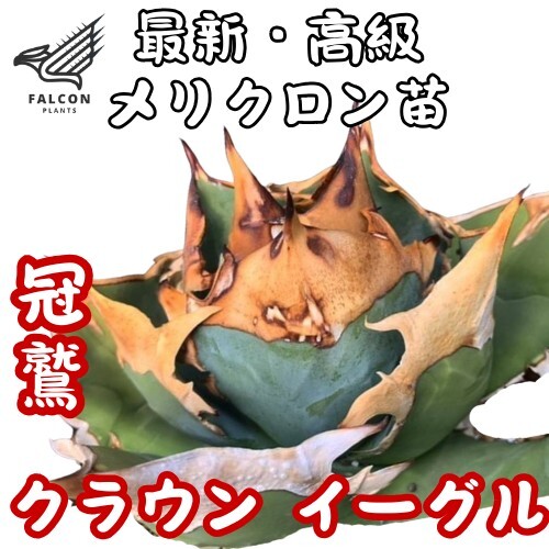 Yahoo!オークション -「(イーグル eagle)」(花、園芸) の落札