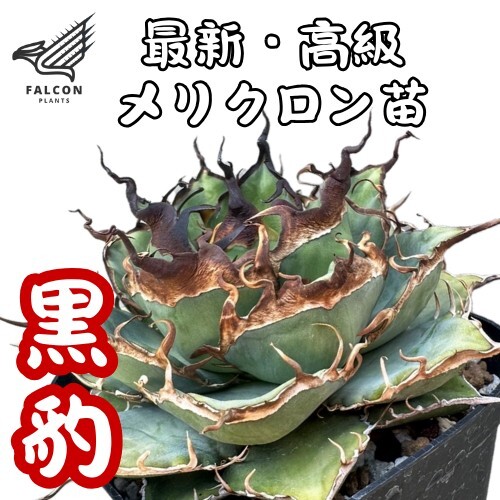 Yahoo!オークション -「黒豹」(観葉植物) の落札相場・落札価格 Yahoo!オークション -「黒豹」(観葉植物) の落札相場・落札価格