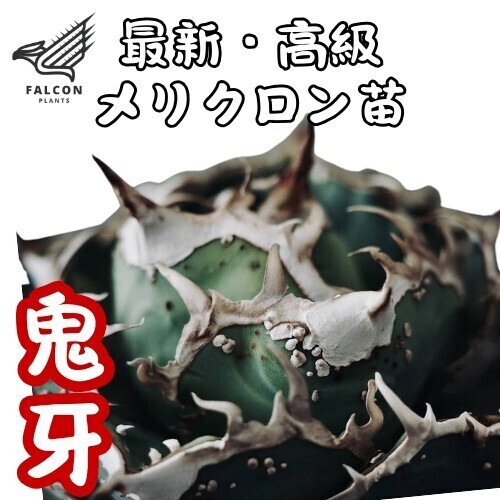 2025年最新】Yahoo!オークション -アガベチタノタ 悪魔くんの