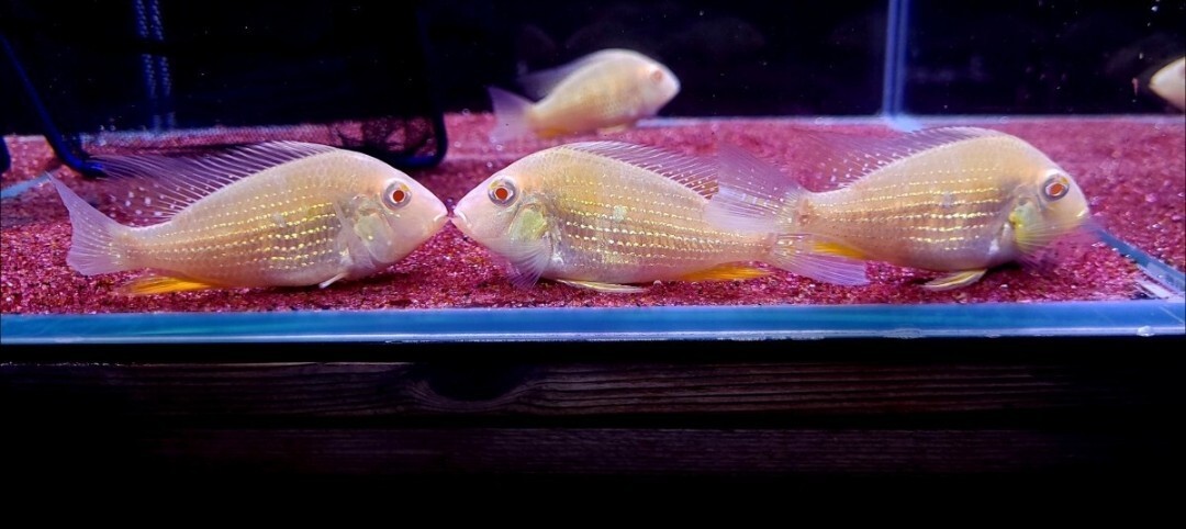 Yahoo!オークション -「ゲオファーガス」(ペット、生き物) の