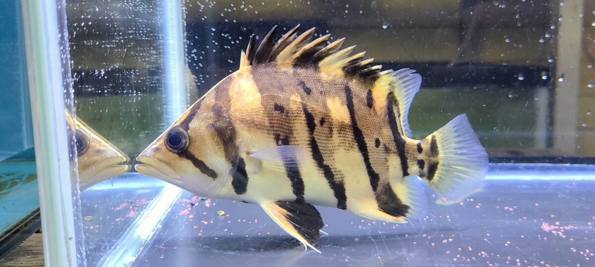 Yahoo!オークション -「ダトニオ」(淡水魚) (熱帯魚)の落札相場
