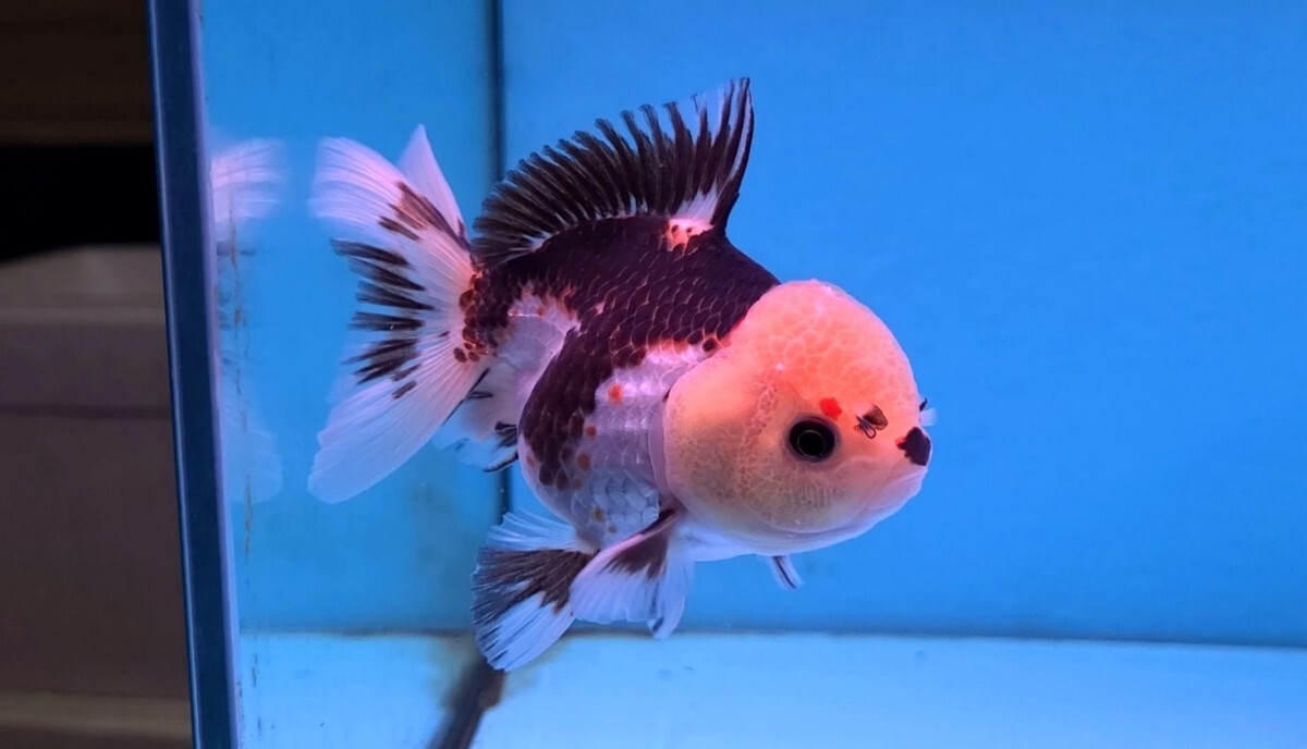2025年最新】Yahoo!オークション -パンダ(金魚)の中古品・新品