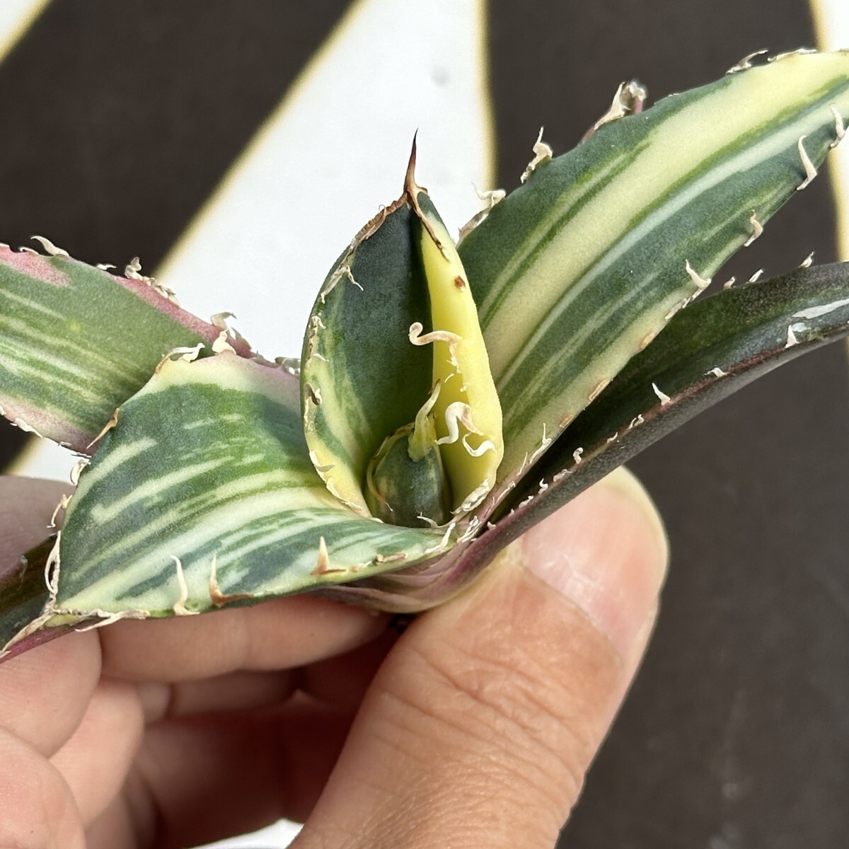 Yahoo!オークション -「アガベ 白鯨錦」(アガベ) (観葉植物)の Yahoo!オークション -「アガベ 白鯨錦」(アガベ) (観葉植物)の