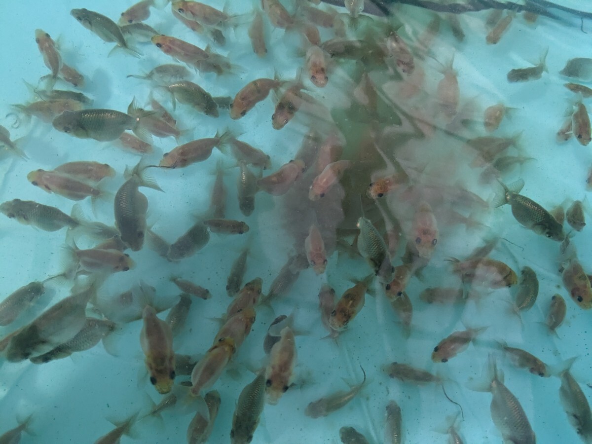 金魚専門店ラックス | 中国産 江戸錦 e2 14cm #goldfish #kingyo