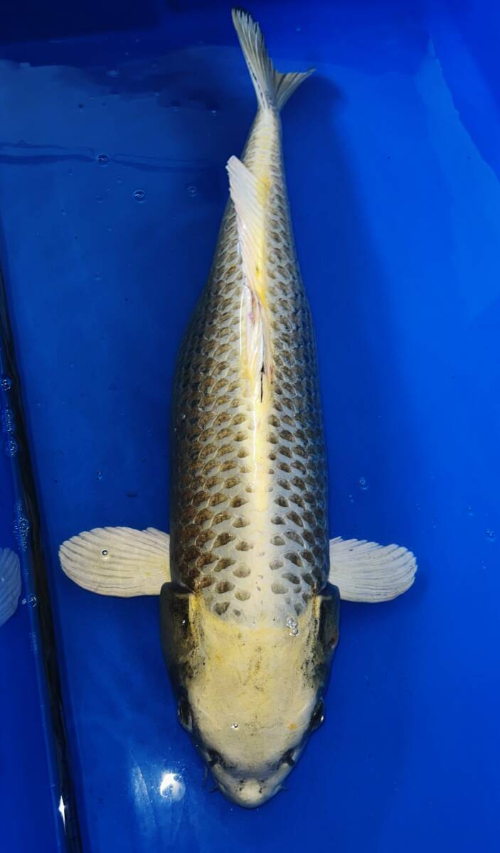 残念なカラシ鯉 3才 メス 70㎝程度(配送料金別)