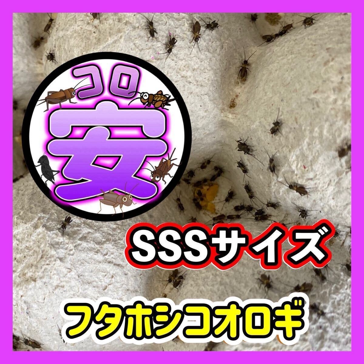 2025年最新】レッドローチのエサ通販 - Yahoo!オークション 2025年最新】レッドローチのエサ通販 - Yahoo!オークション