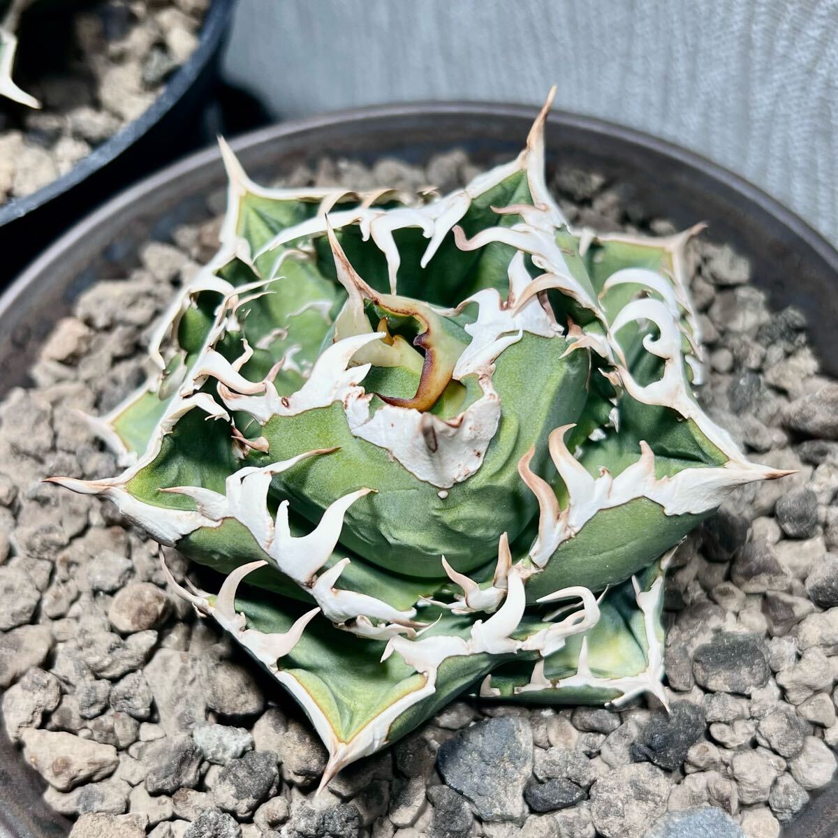 Yahoo!オークション -「cok」(アガベ) (観葉植物)の落札相場 Yahoo!オークション -「cok」(アガベ) (観葉植物)の落札相場