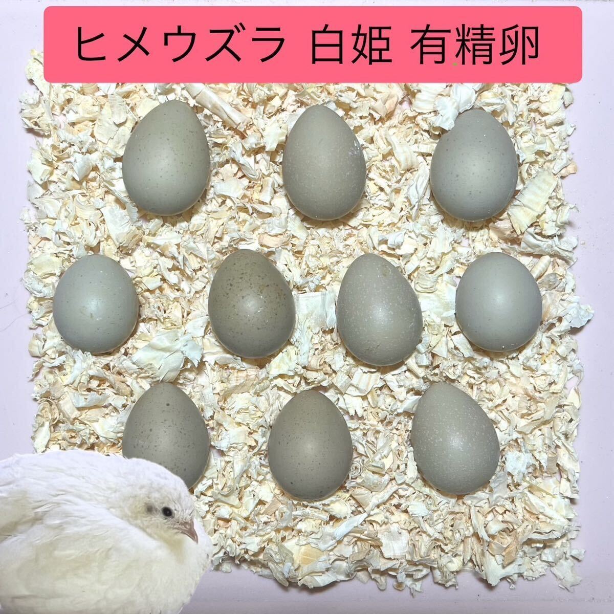 NPF エクセル うずら 500g パウダーフード 総合栄養食 | チャーム