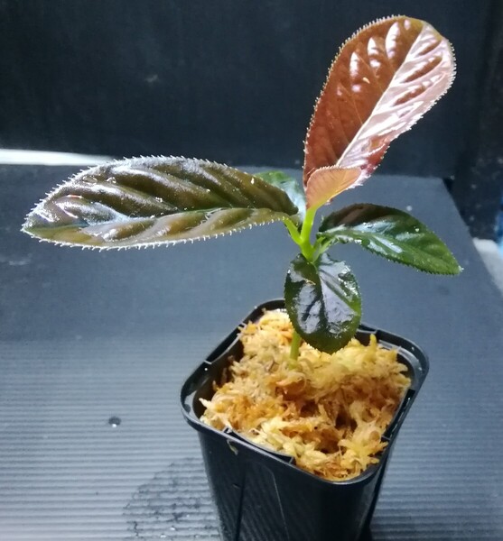Ardisia sp. パプア アルディシア ラビシア ジメジメ系植物 パルダリウム