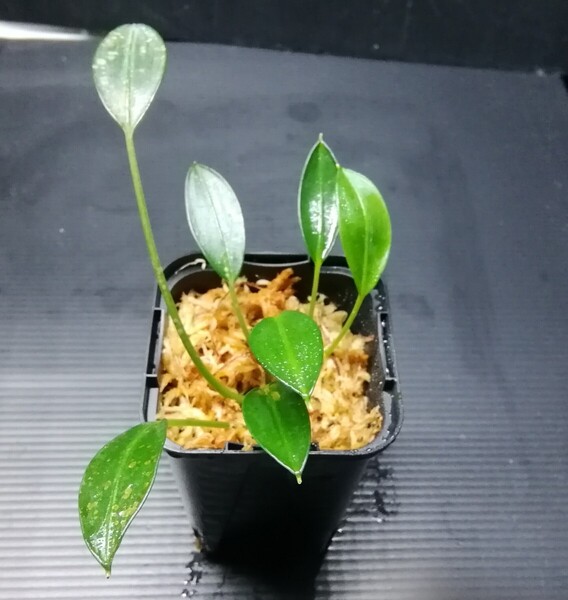 Aridarum sekadau カミハタ便 アリダルム アロイド サトイモ ジメジメ系植物 熱帯植物