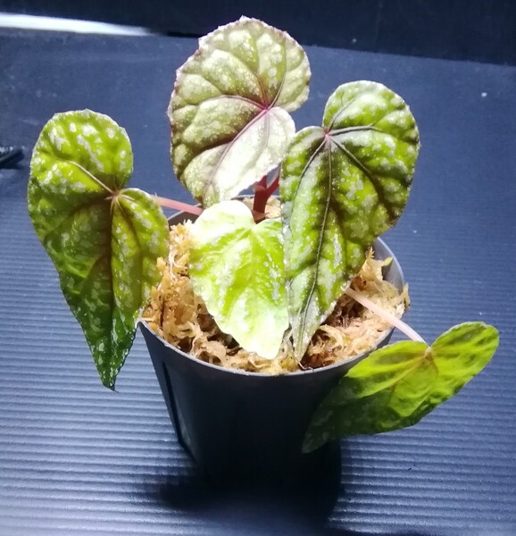 Begonia handerlii var prostrata Vietnam ベゴニア パルダリウム ジメジメ系植物 熱帯植物