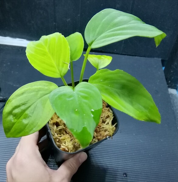 カミハタ便 Homalomena humilis greennarrow ホマロメナ フミリス グリーンナロー アロイド パルダリウム ジメジメ系植物