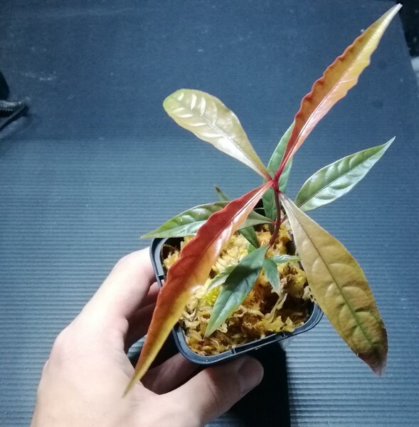 Ardisia sp. Inanam産 アルディシア ラビシア パルダリウム 熱帯植物