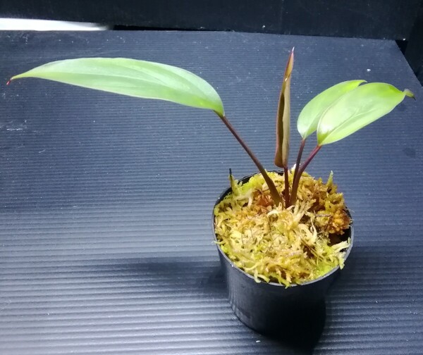カミハタ便 Homalomena limnogena ホマロメナ リムノゲナ パルダリウム ジメジメ系植物 熱帯植物