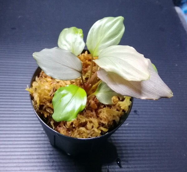 カミハタ便 Homalomena humilis silver ホマロメナフミリス シルバー アロイド パルダリウム ジメジメ系植物